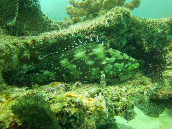 Muitos peixes em El Bajo, ponto de mergulho em Cabo Pulmo, no sul da Baja California, Mar de Cortez, no México